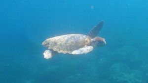Tartaruga marina comune (caretta caretta)
